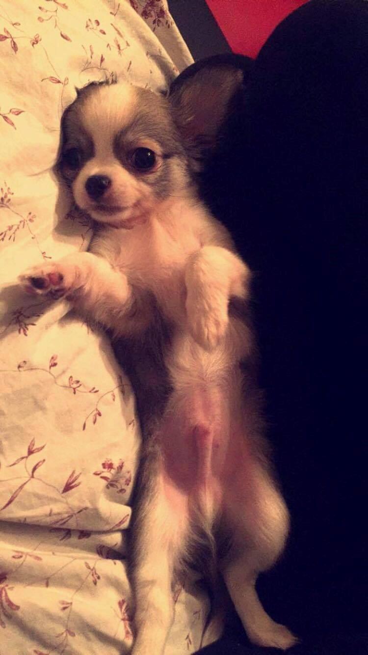 Chihuahua Nibian's Unik Raphael billede 14