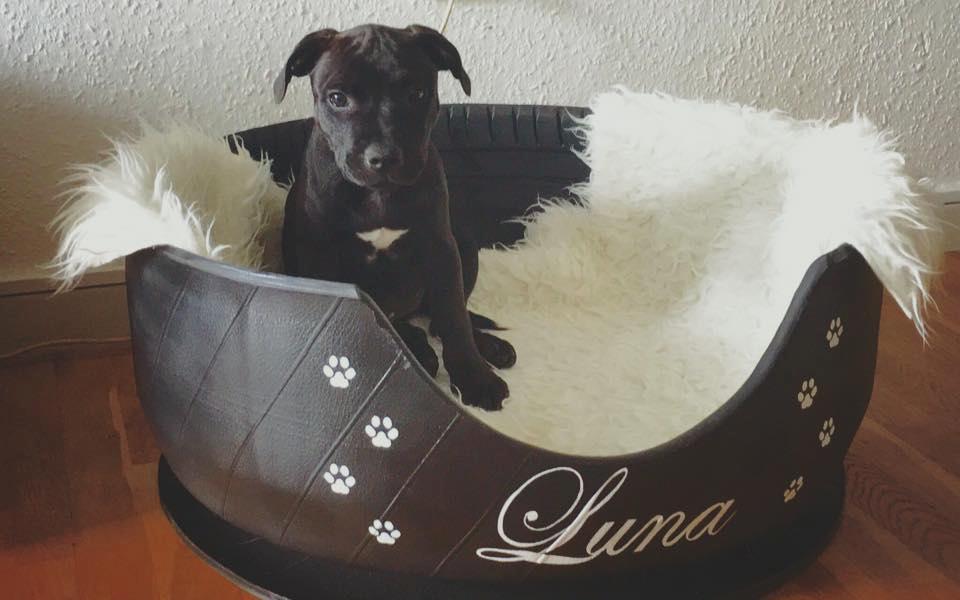 Staffordshire bull terrier BitchByChoice - Luna BA billede 2