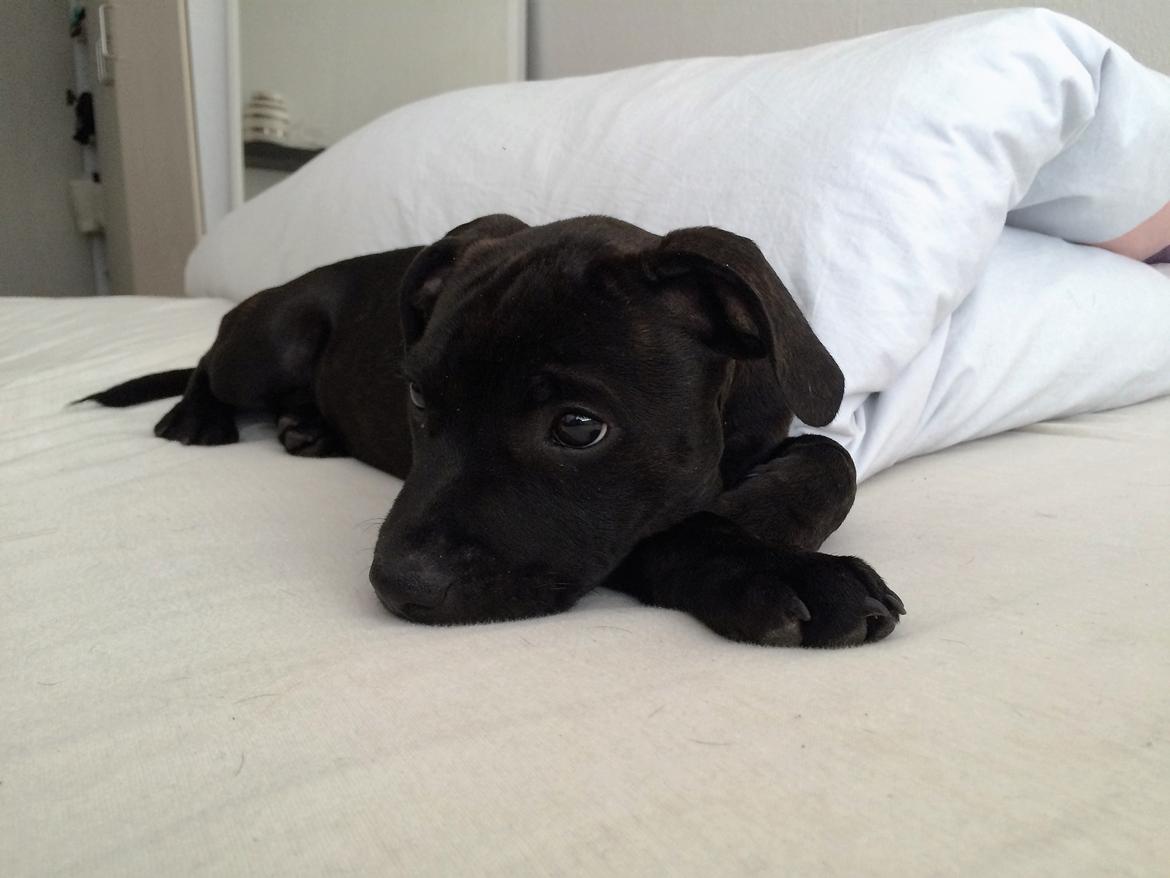 Staffordshire bull terrier BitchByChoice - Luna BA billede 7