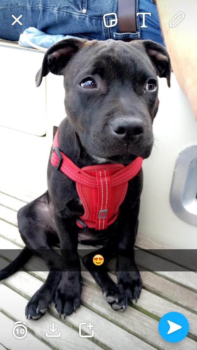 Staffordshire bull terrier BitchByChoice - Luna BA billede 8