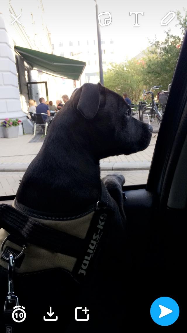 Staffordshire bull terrier BitchByChoice - Luna BA billede 18