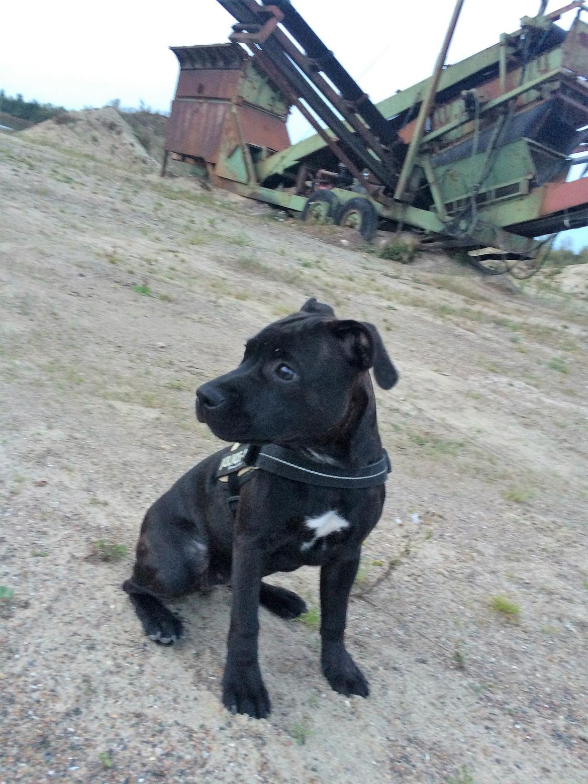 Staffordshire bull terrier BitchByChoice - Luna BA billede 10