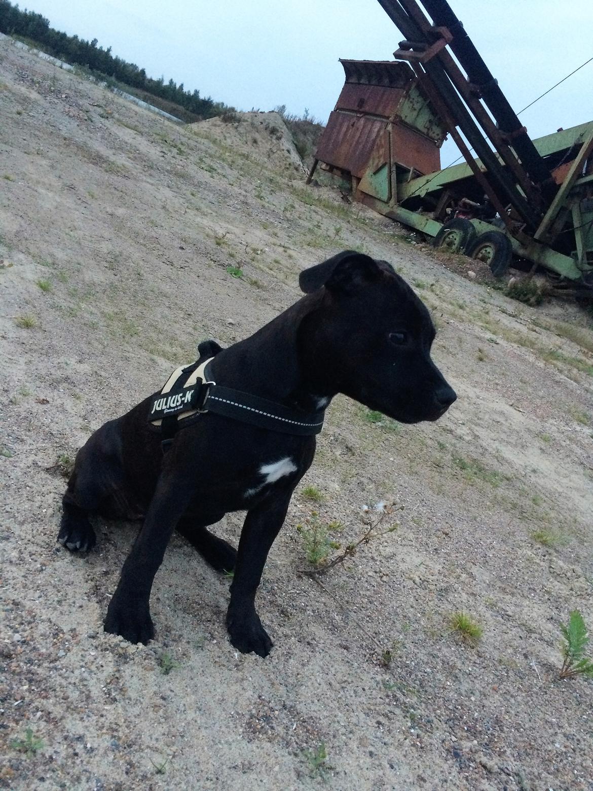 Staffordshire bull terrier BitchByChoice - Luna BA billede 12