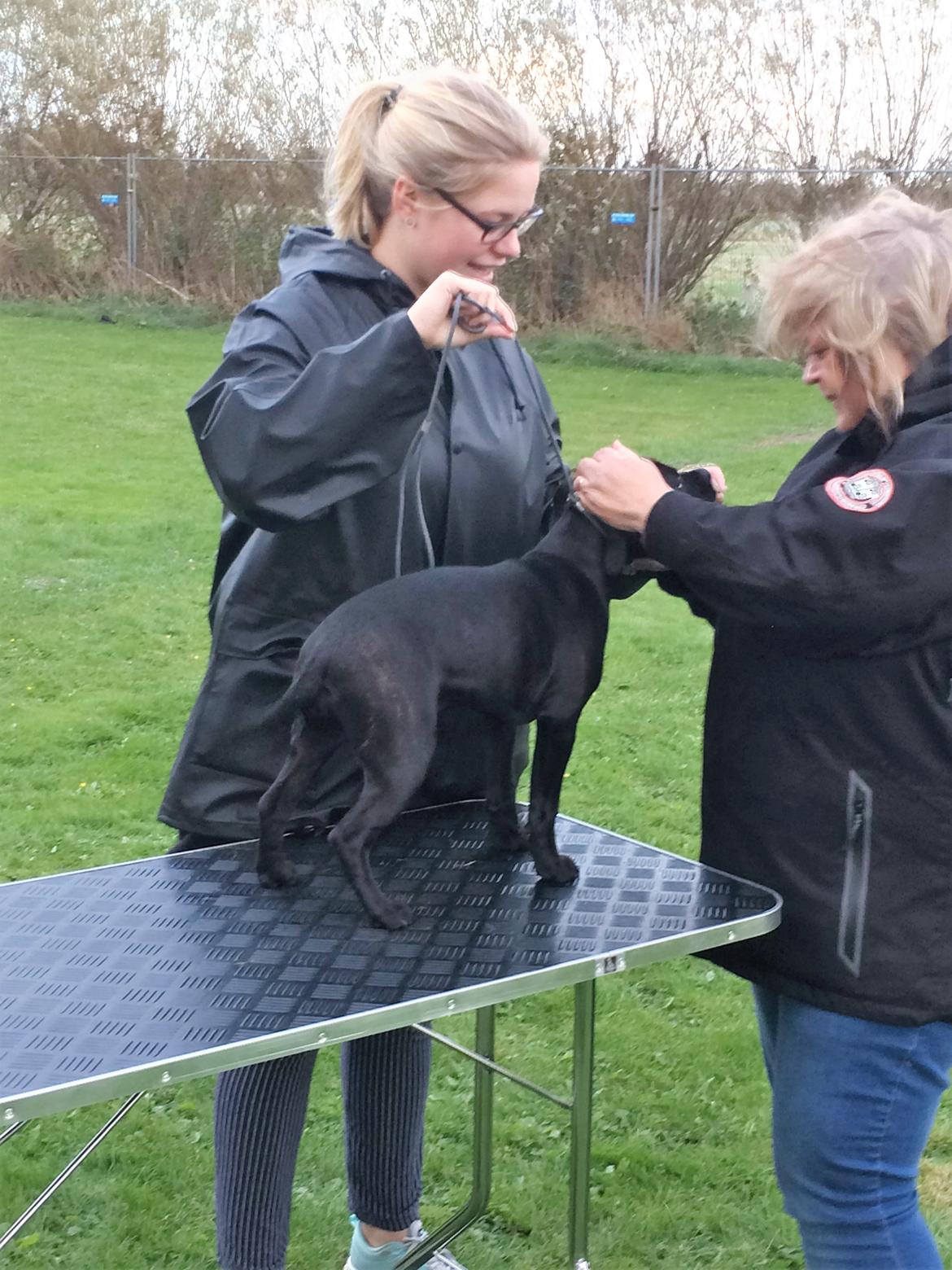 Staffordshire bull terrier BitchByChoice - Luna BA billede 13