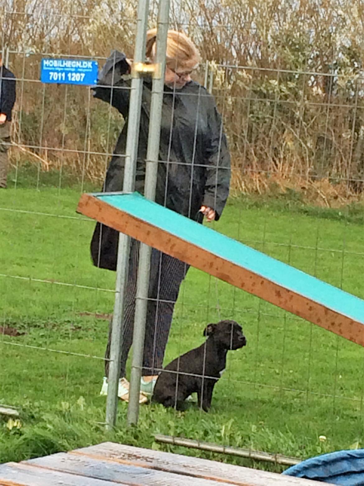 Staffordshire bull terrier BitchByChoice - Luna BA billede 14