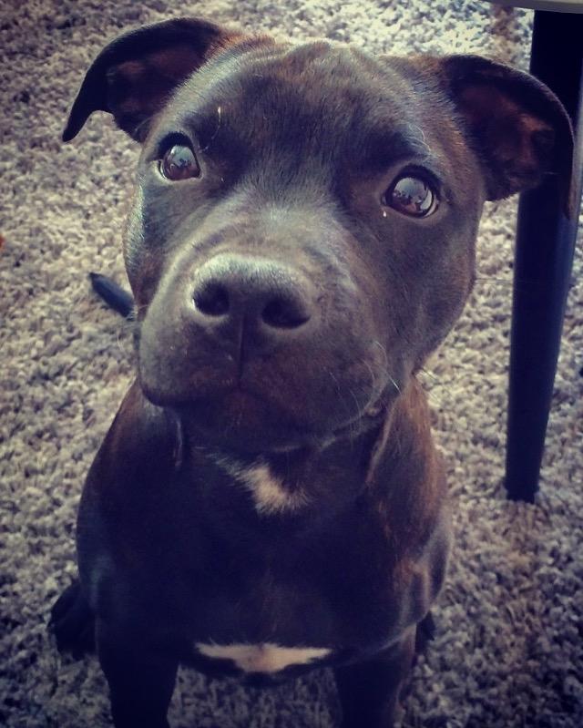 Staffordshire bull terrier BitchByChoice - Luna BA billede 20