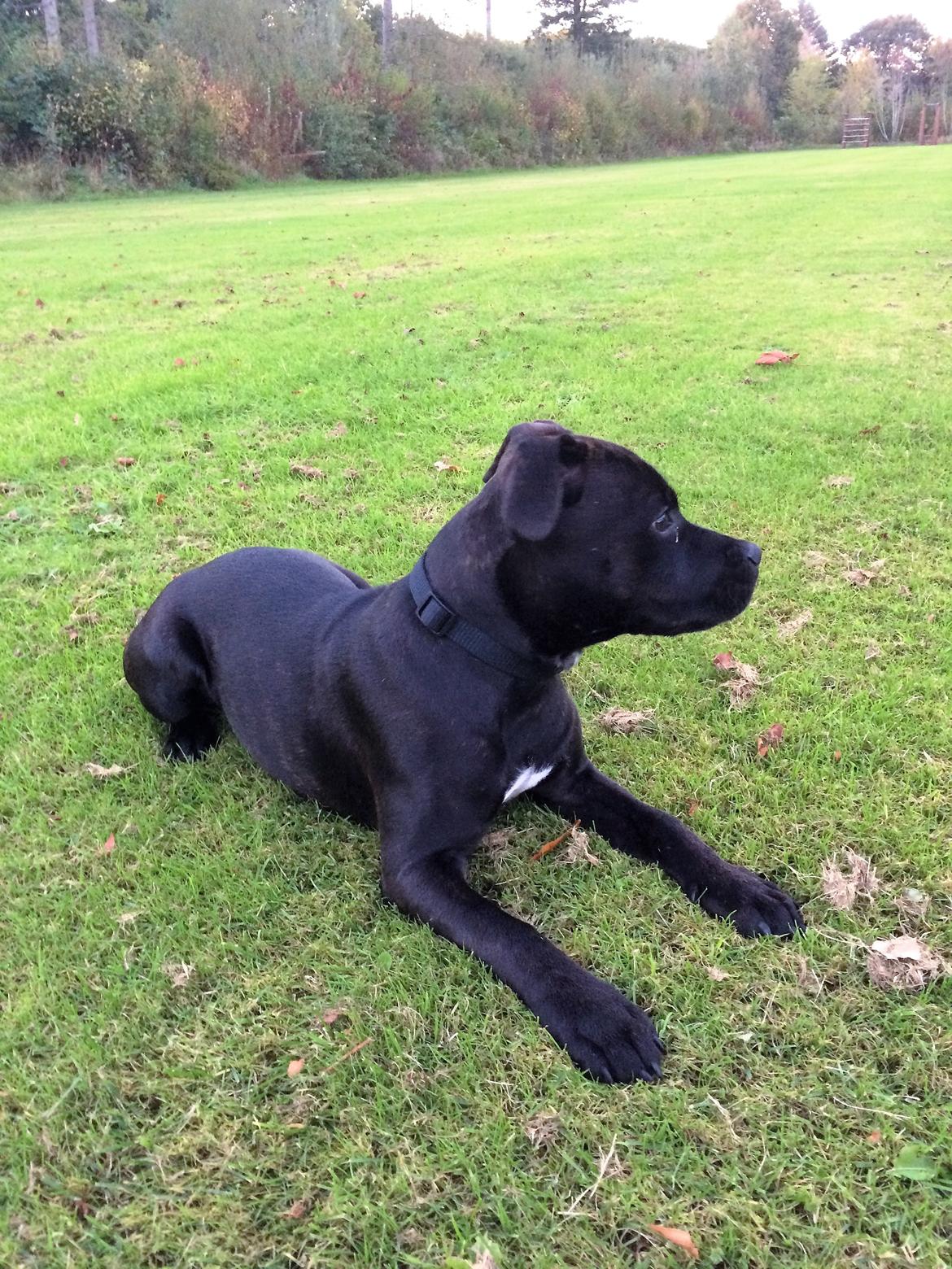 Staffordshire bull terrier BitchByChoice - Luna BA billede 15