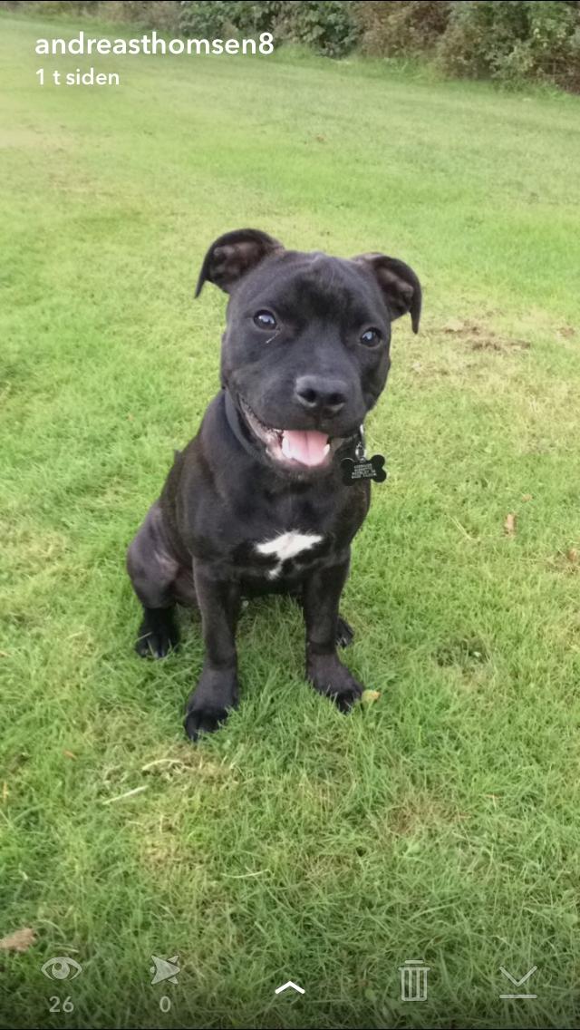 Staffordshire bull terrier BitchByChoice - Luna BA billede 16