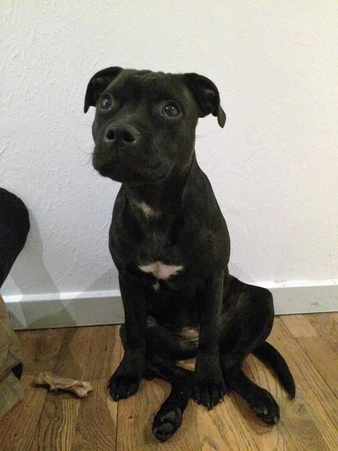 Staffordshire bull terrier BitchByChoice - Luna BA billede 22