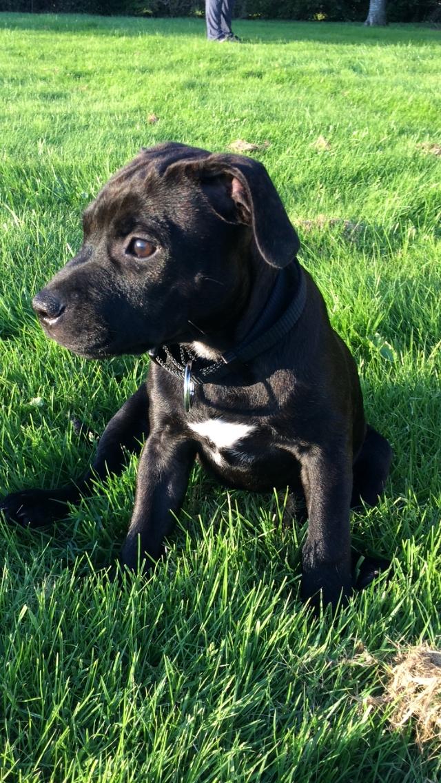 Staffordshire bull terrier BitchByChoice - Luna BA billede 4