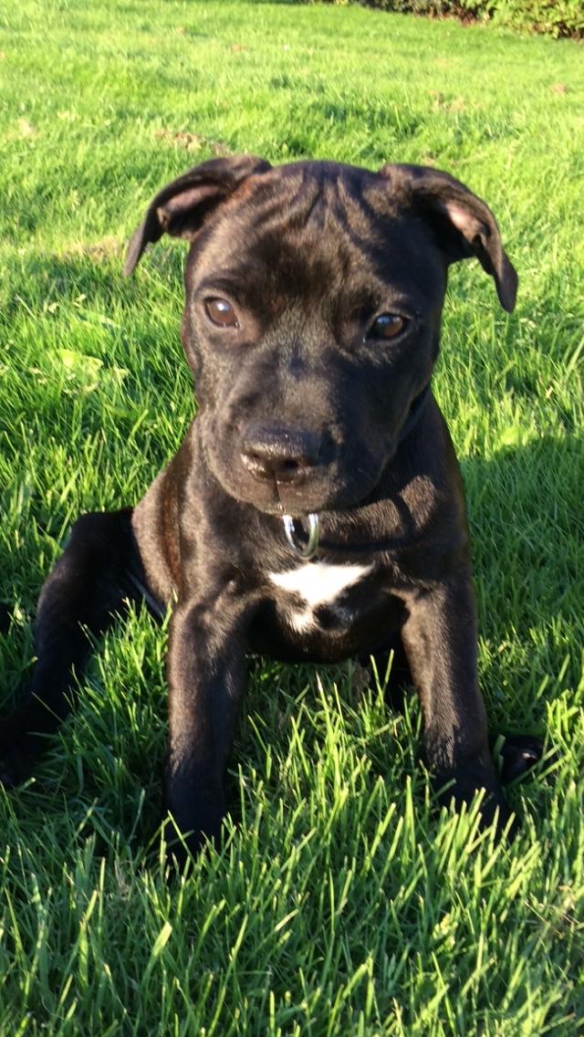 Staffordshire bull terrier BitchByChoice - Luna BA billede 5