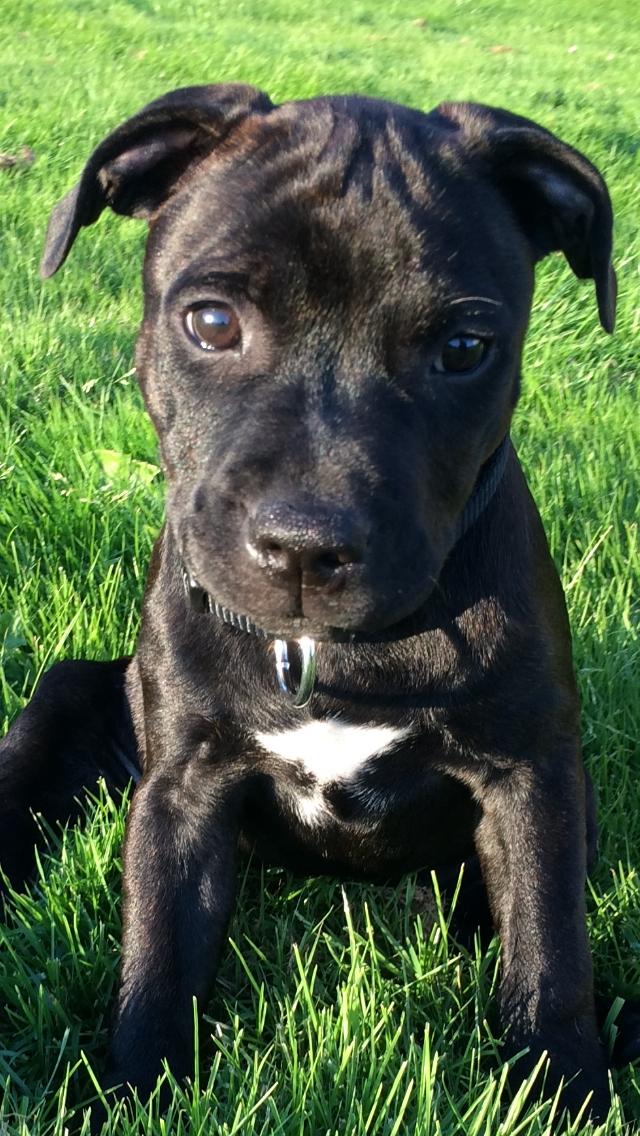 Staffordshire bull terrier BitchByChoice - Luna BA billede 6