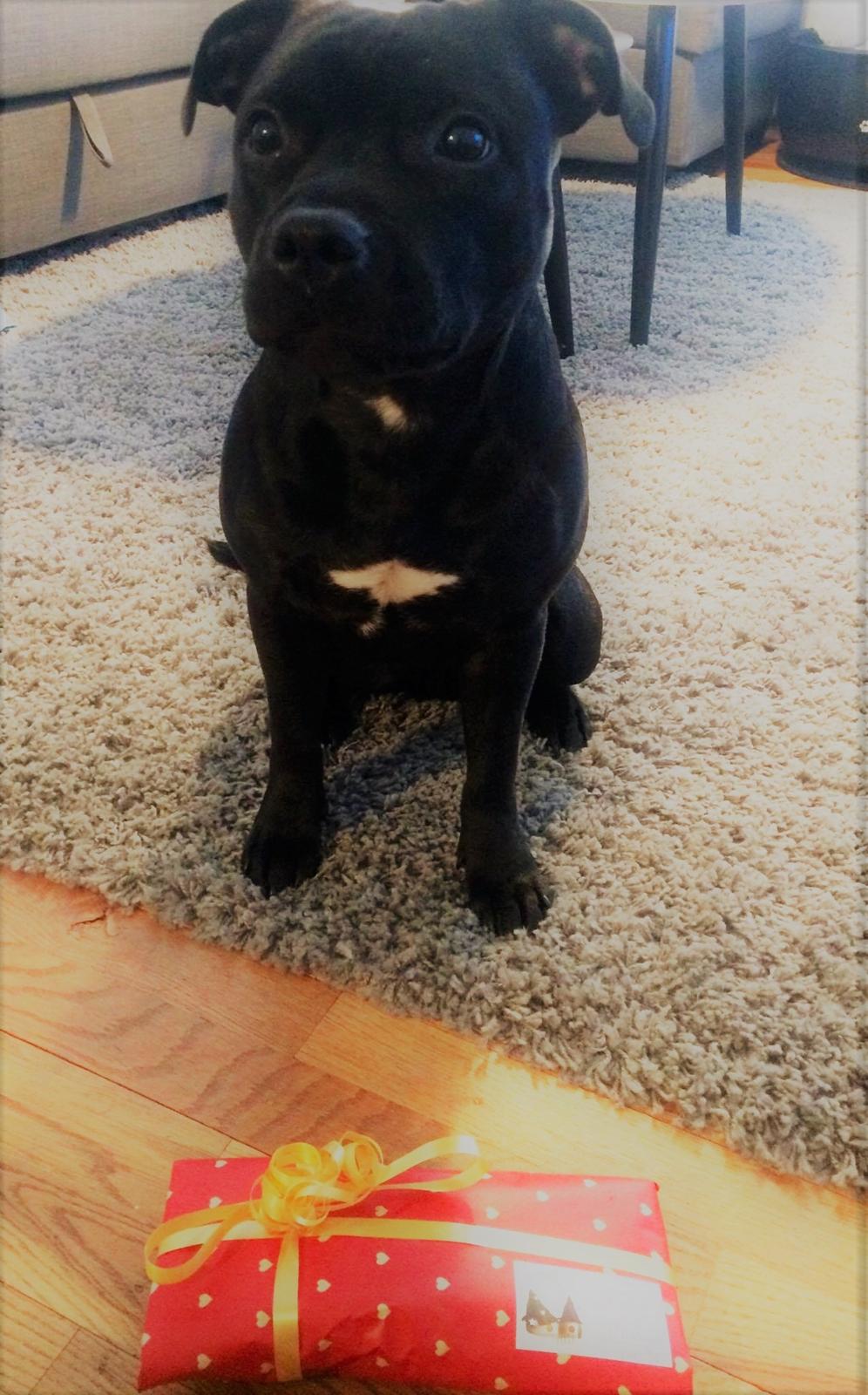 Staffordshire bull terrier BitchByChoice - Luna BA billede 17