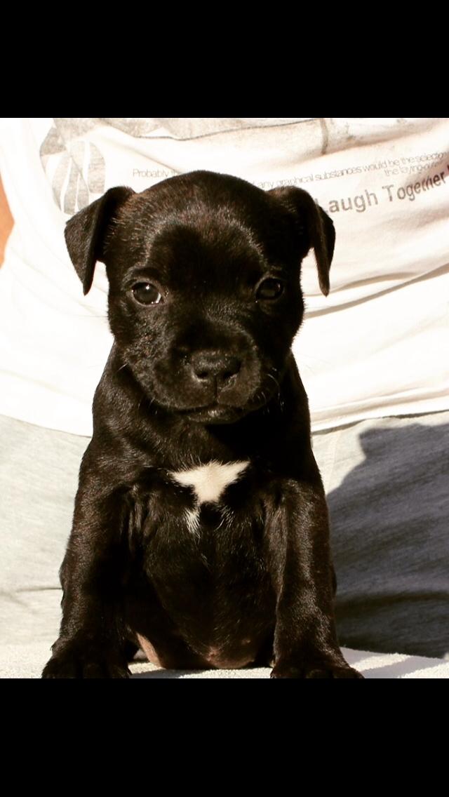 Staffordshire bull terrier BitchByChoice - Luna BA billede 3
