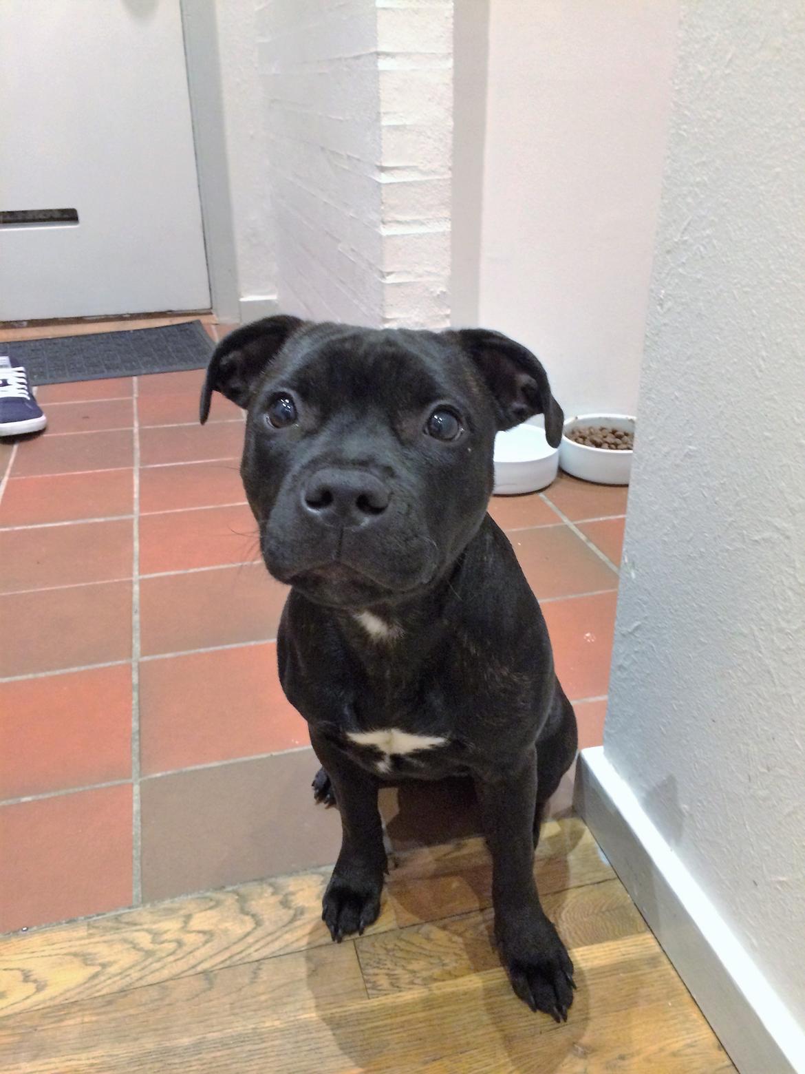 Staffordshire bull terrier BitchByChoice - Luna BA billede 26