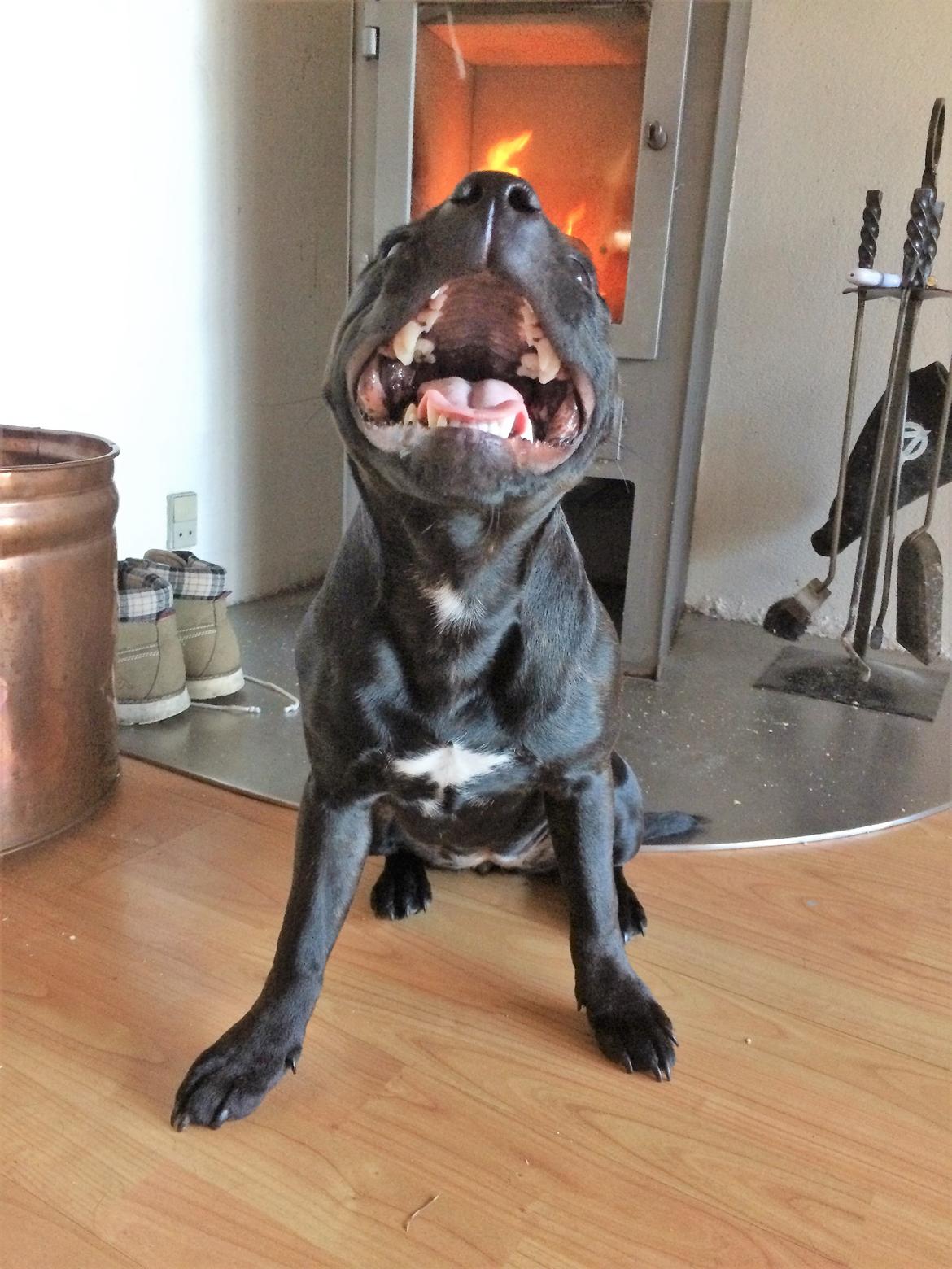 Staffordshire bull terrier BitchByChoice - Luna BA billede 27