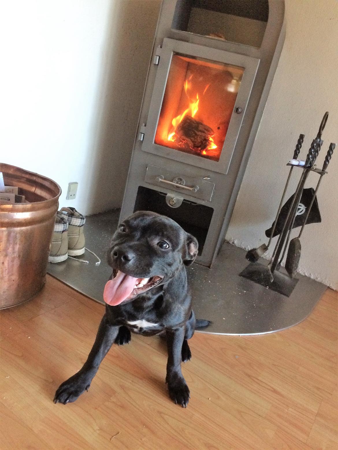 Staffordshire bull terrier BitchByChoice - Luna BA billede 28