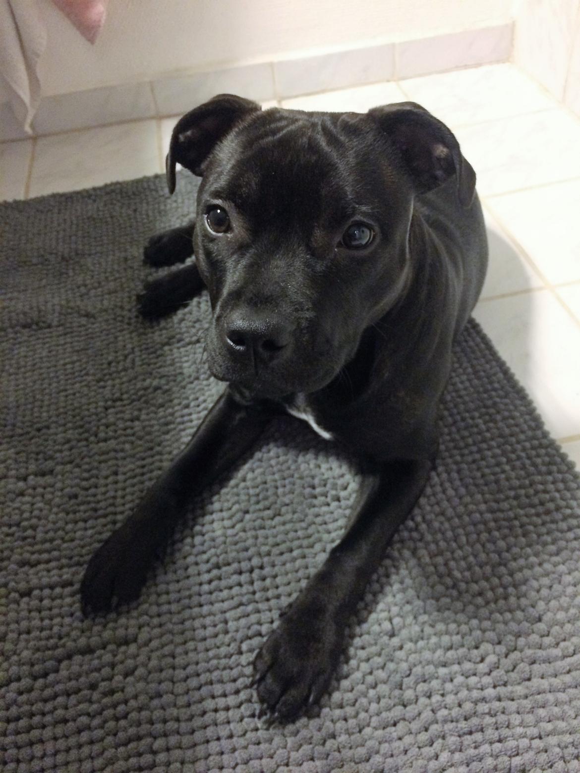 Staffordshire bull terrier BitchByChoice - Luna BA billede 29