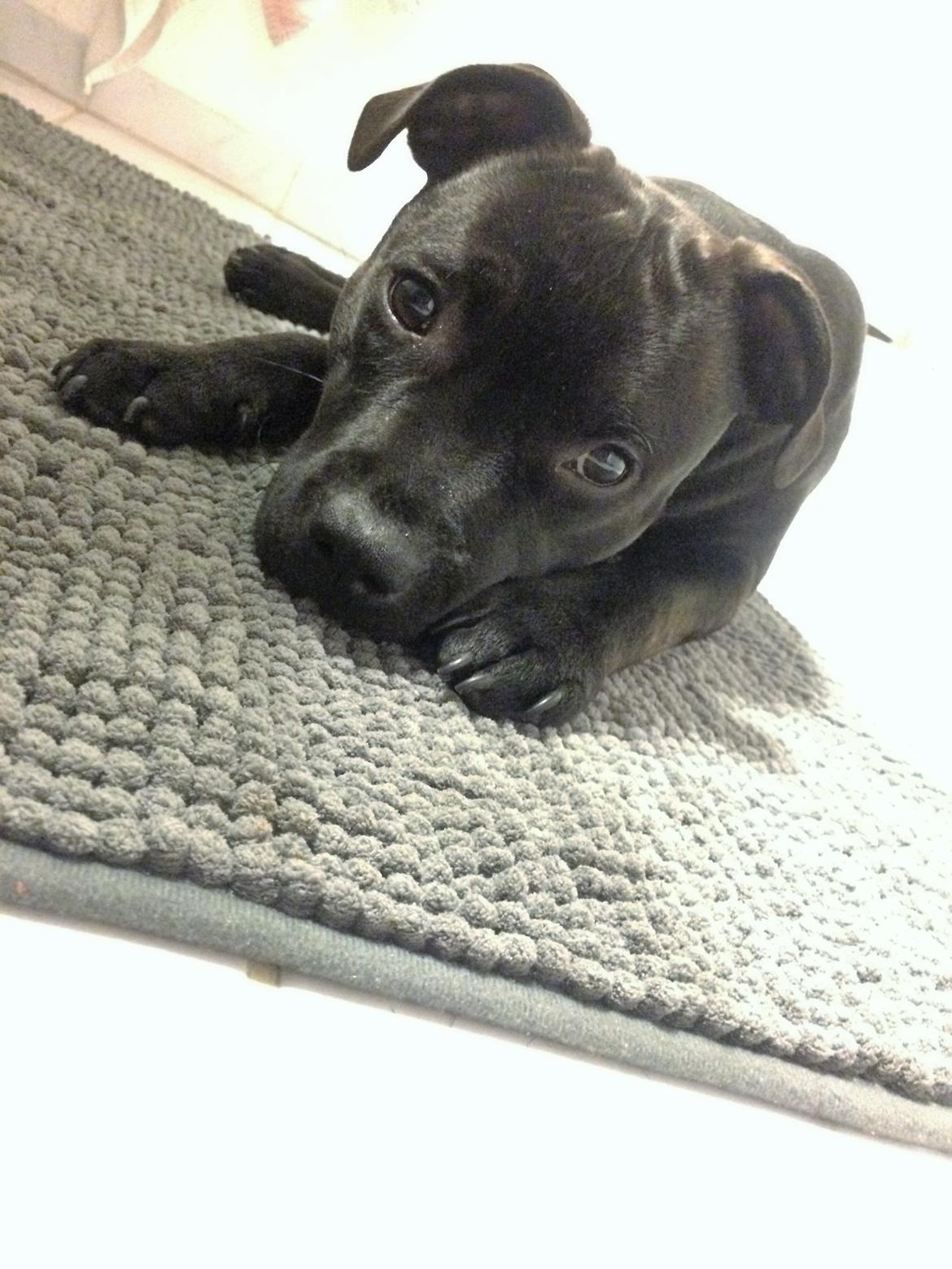 Staffordshire bull terrier BitchByChoice - Luna BA billede 30