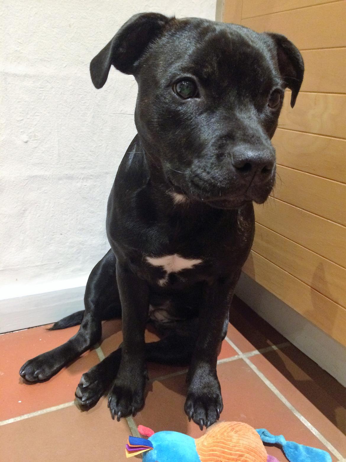 Staffordshire bull terrier BitchByChoice - Luna BA billede 31