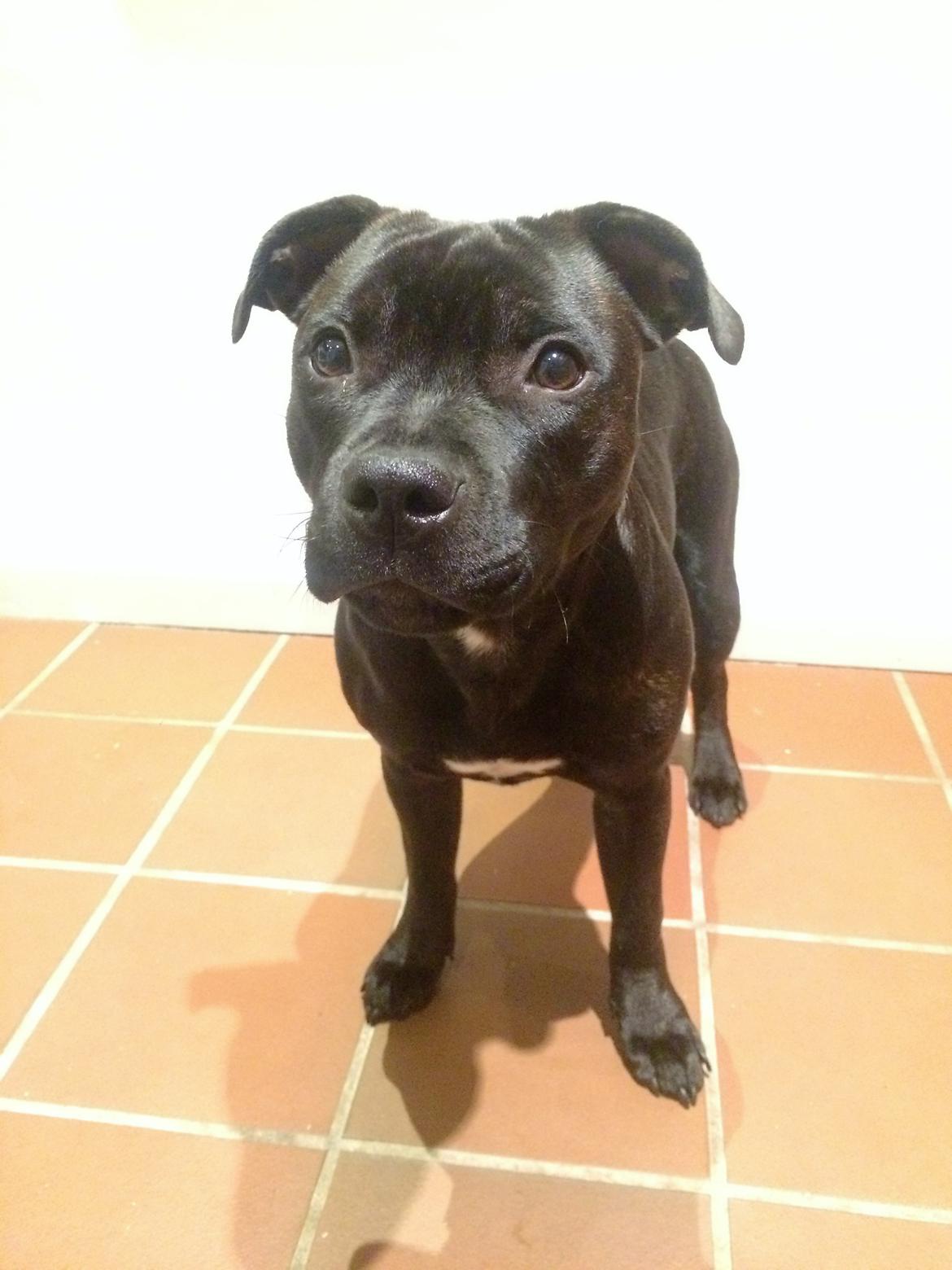 Staffordshire bull terrier BitchByChoice - Luna BA billede 32