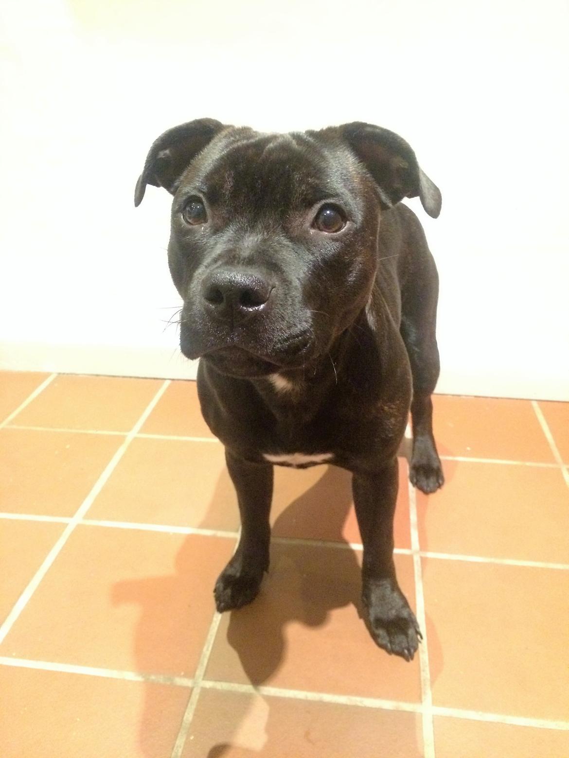 Staffordshire bull terrier BitchByChoice - Luna BA billede 33