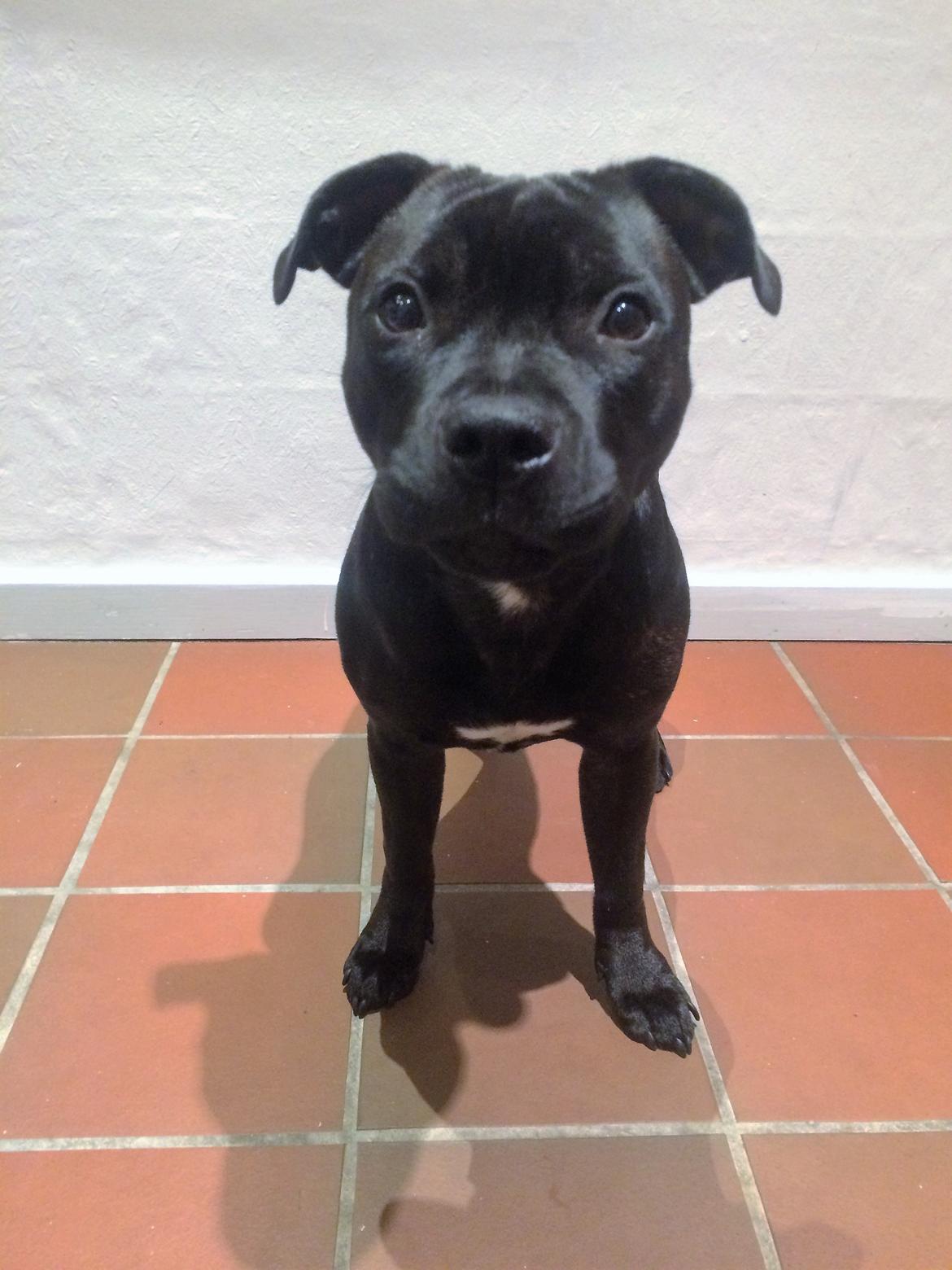 Staffordshire bull terrier BitchByChoice - Luna BA billede 34