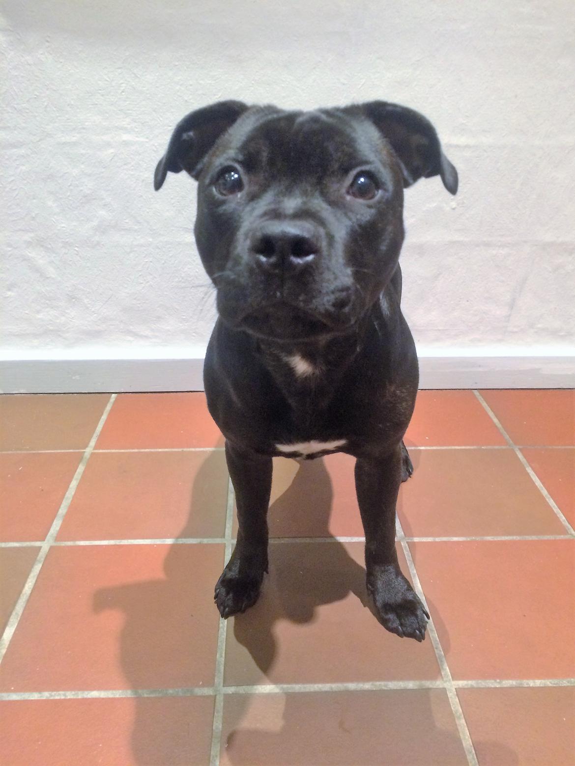 Staffordshire bull terrier BitchByChoice - Luna BA billede 35