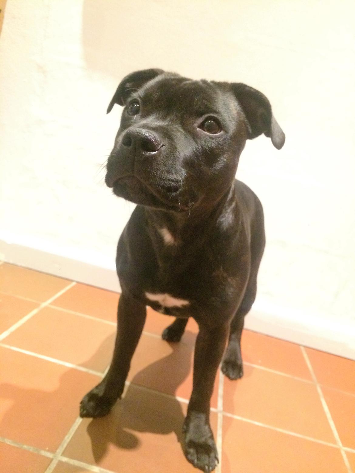 Staffordshire bull terrier BitchByChoice - Luna BA billede 38