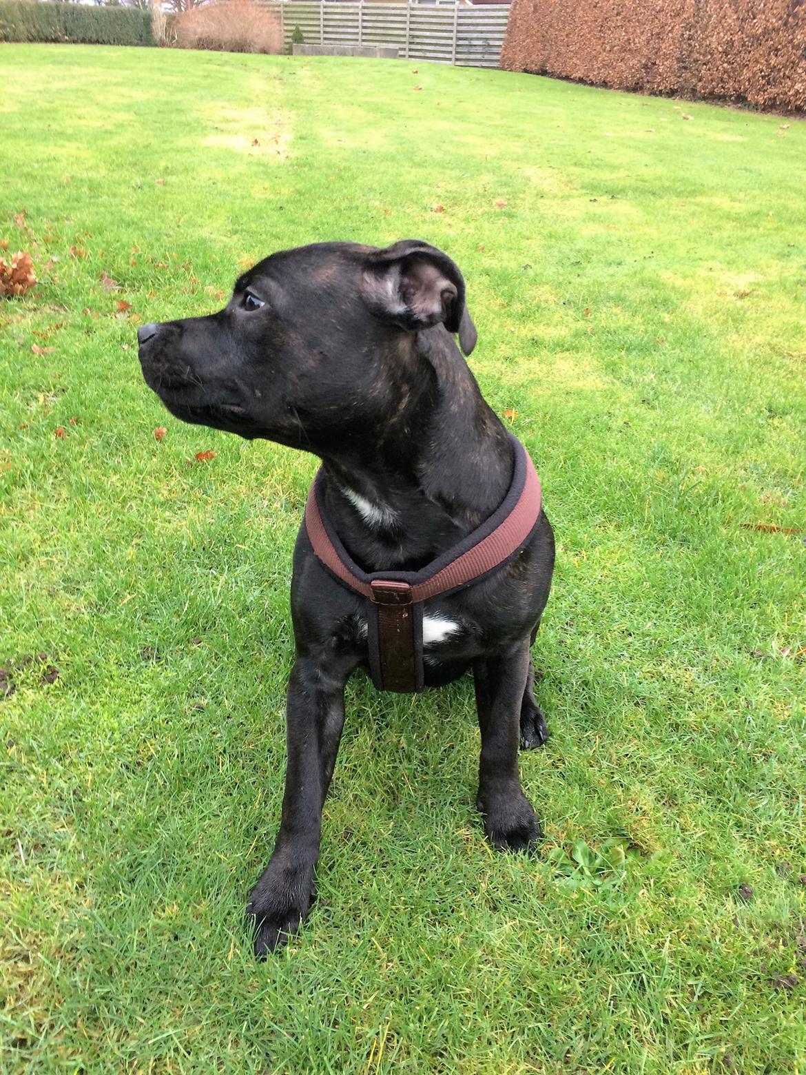 Staffordshire bull terrier BitchByChoice - Luna BA billede 41