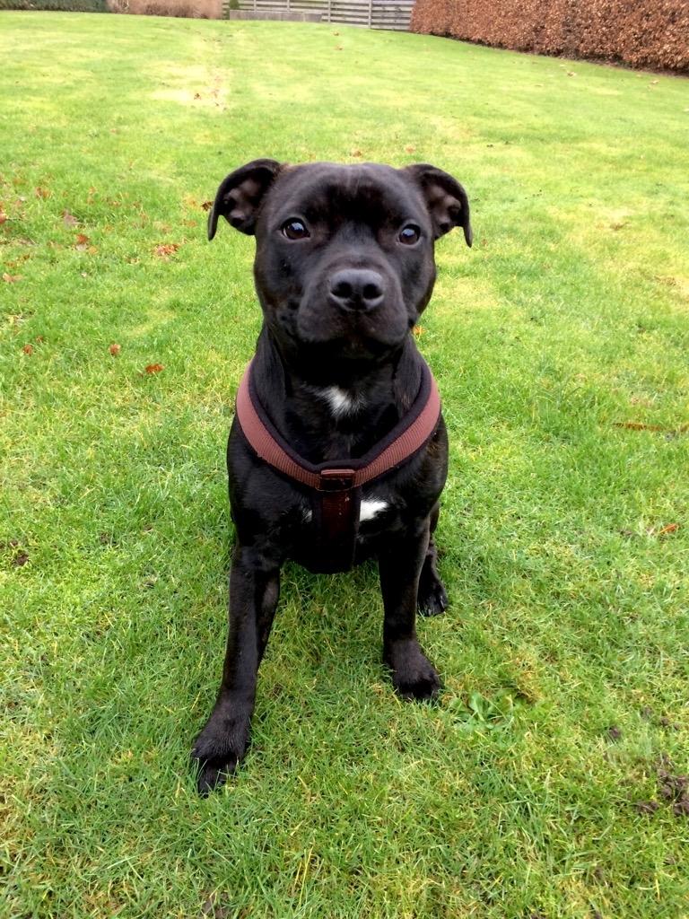 Staffordshire bull terrier BitchByChoice - Luna BA billede 42