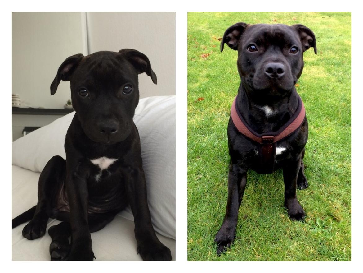 Staffordshire bull terrier BitchByChoice - Luna BA billede 43