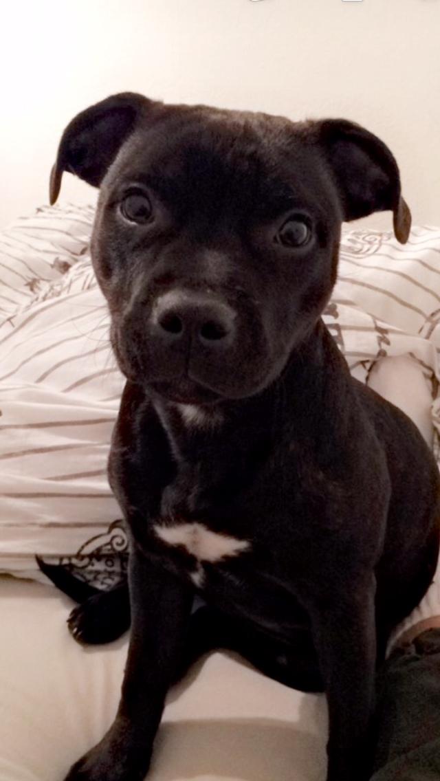 Staffordshire bull terrier BitchByChoice - Luna BA billede 44