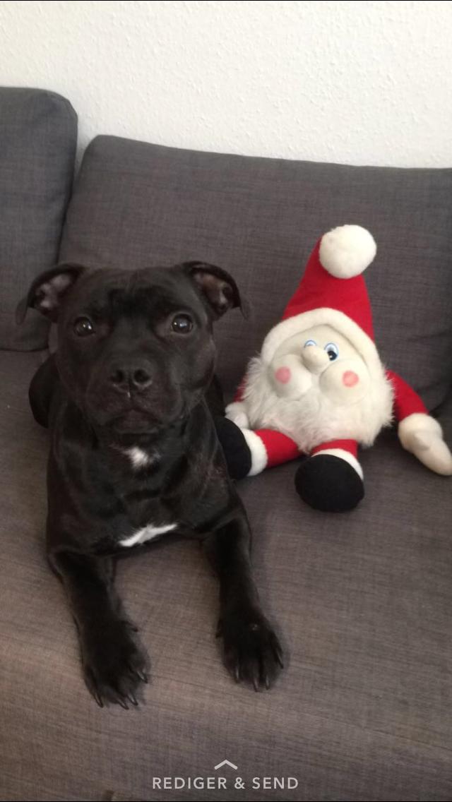 Staffordshire bull terrier BitchByChoice - Luna BA billede 45