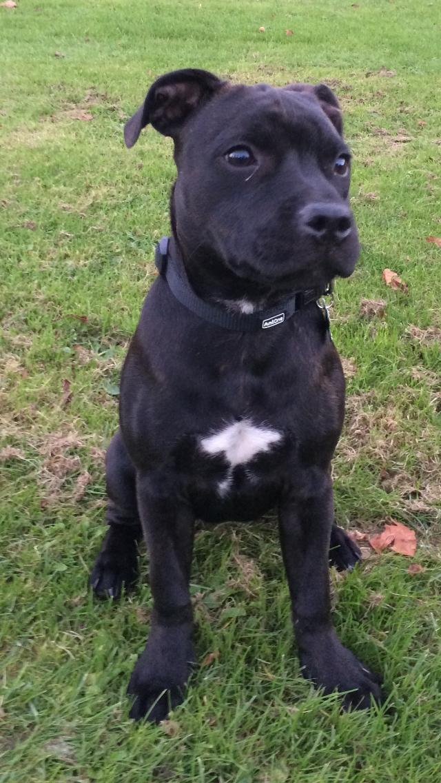 Staffordshire bull terrier BitchByChoice - Luna BA billede 24