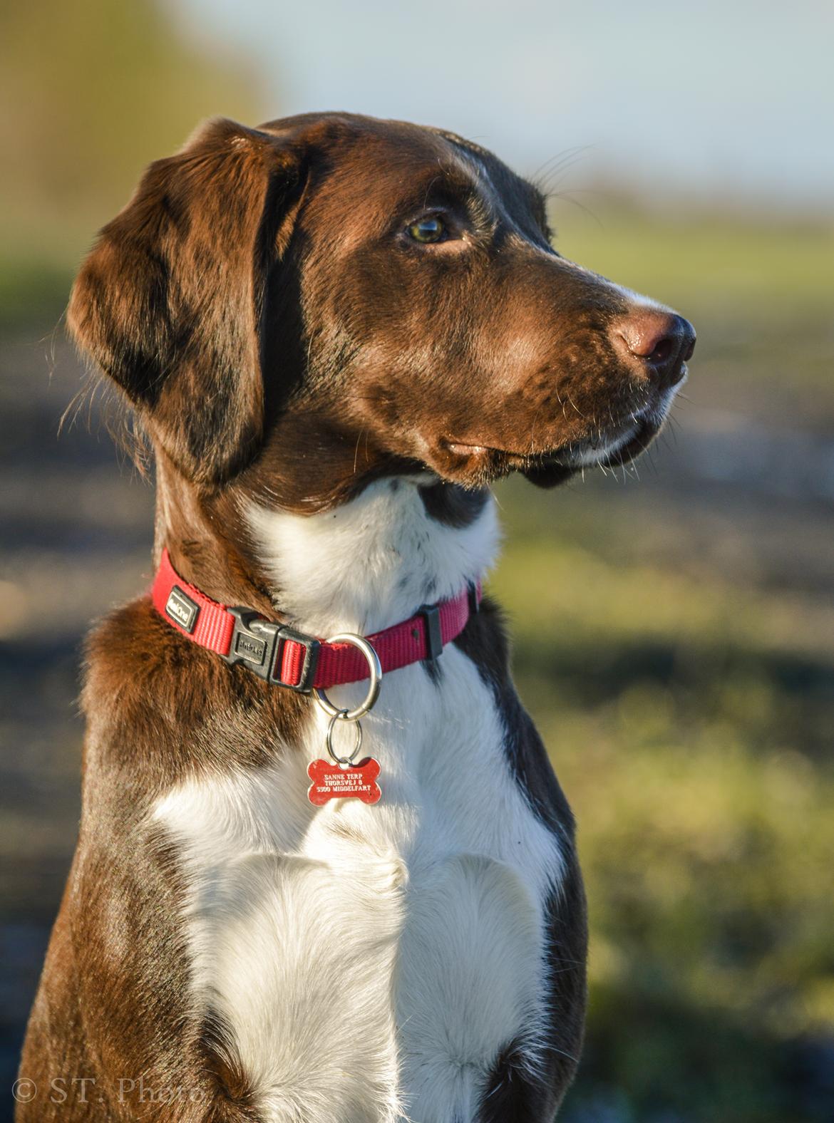 Blanding af racer Nellie billede 22