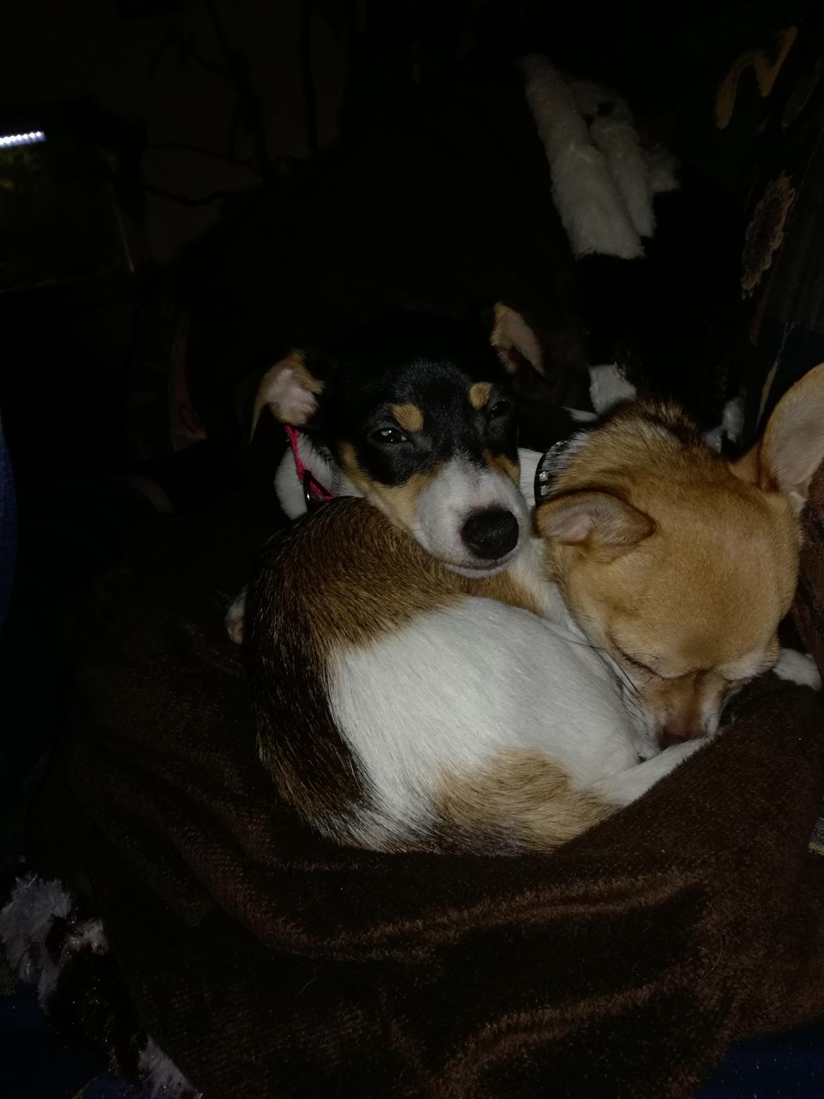 Dansk svensk gaardhund Gabbie billede 10