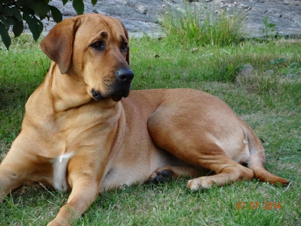 Broholmer Wspomnienie Darmy FRIDA - Frida sommeren 2014 billede 6