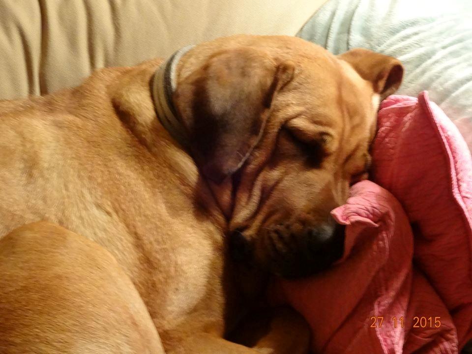 Broholmer Wspomnienie Darmy FRIDA - "Musens" yndlingsplads billede 7