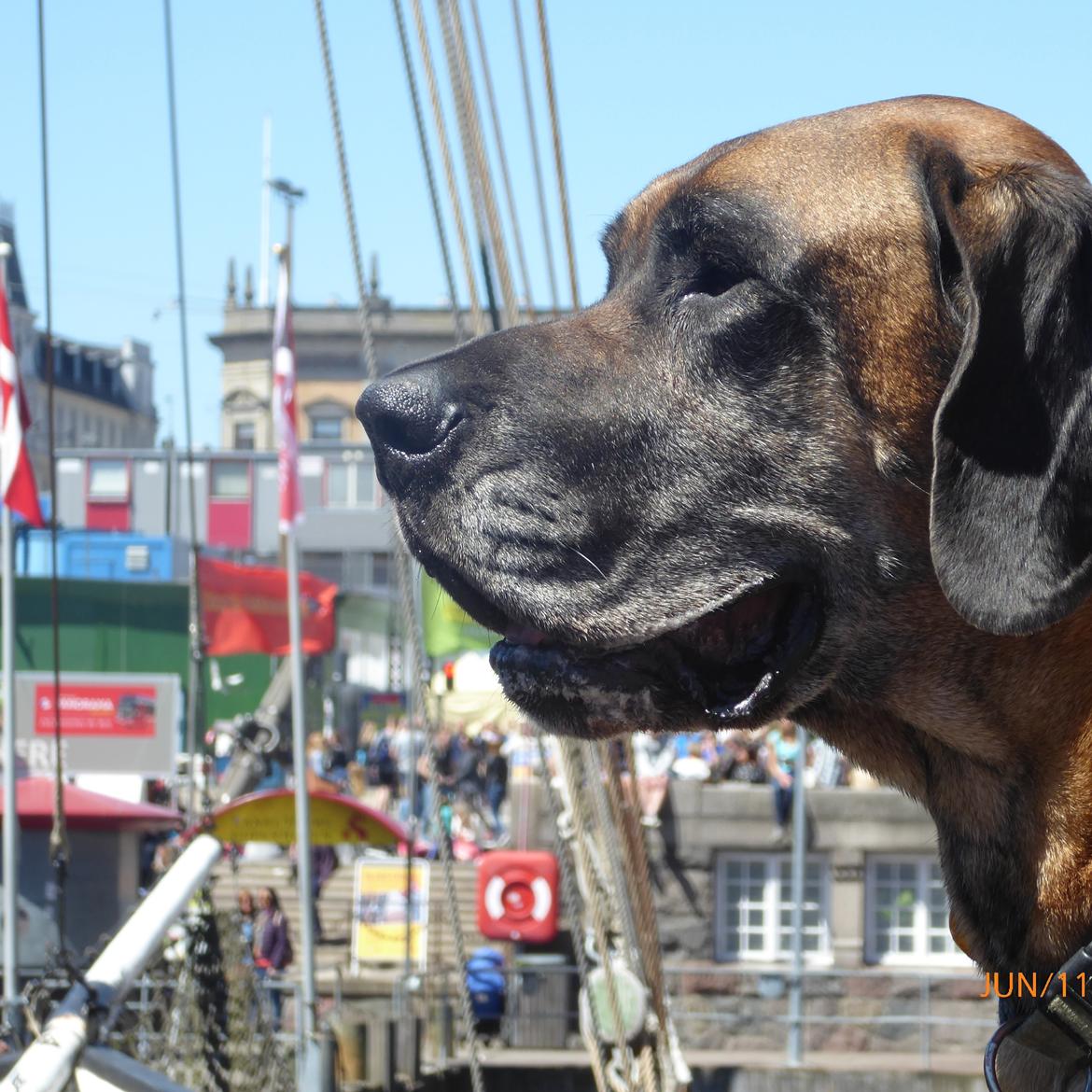 Grand danois Knud billede 21