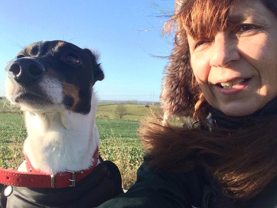 Glathåret foxterrier Coco Kildegaard billede 1