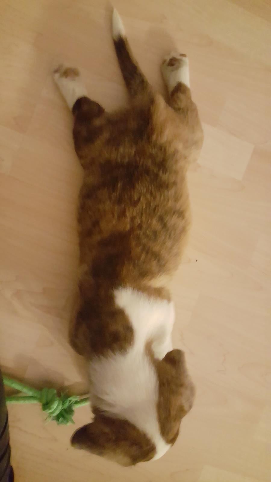 Welsh corgi cardigan Albert billede 1