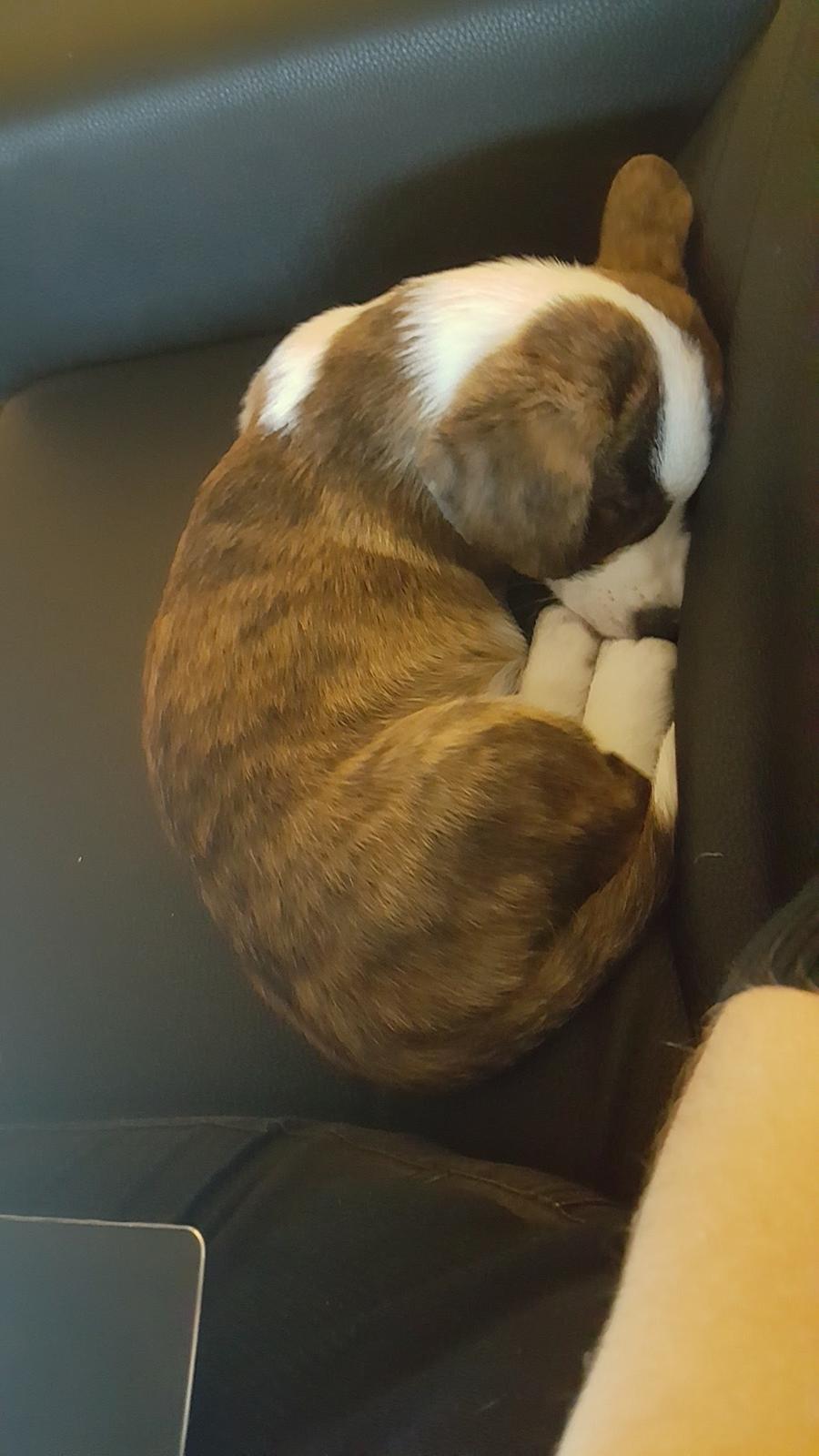 Welsh corgi cardigan Albert billede 3