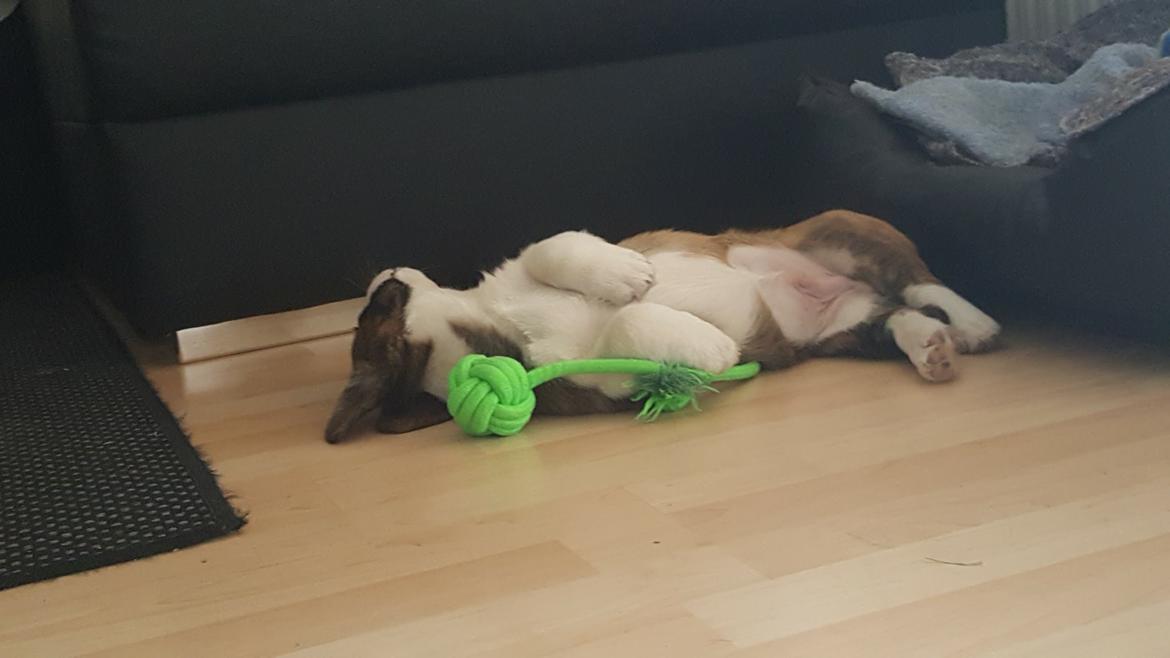 Welsh corgi cardigan Albert billede 2