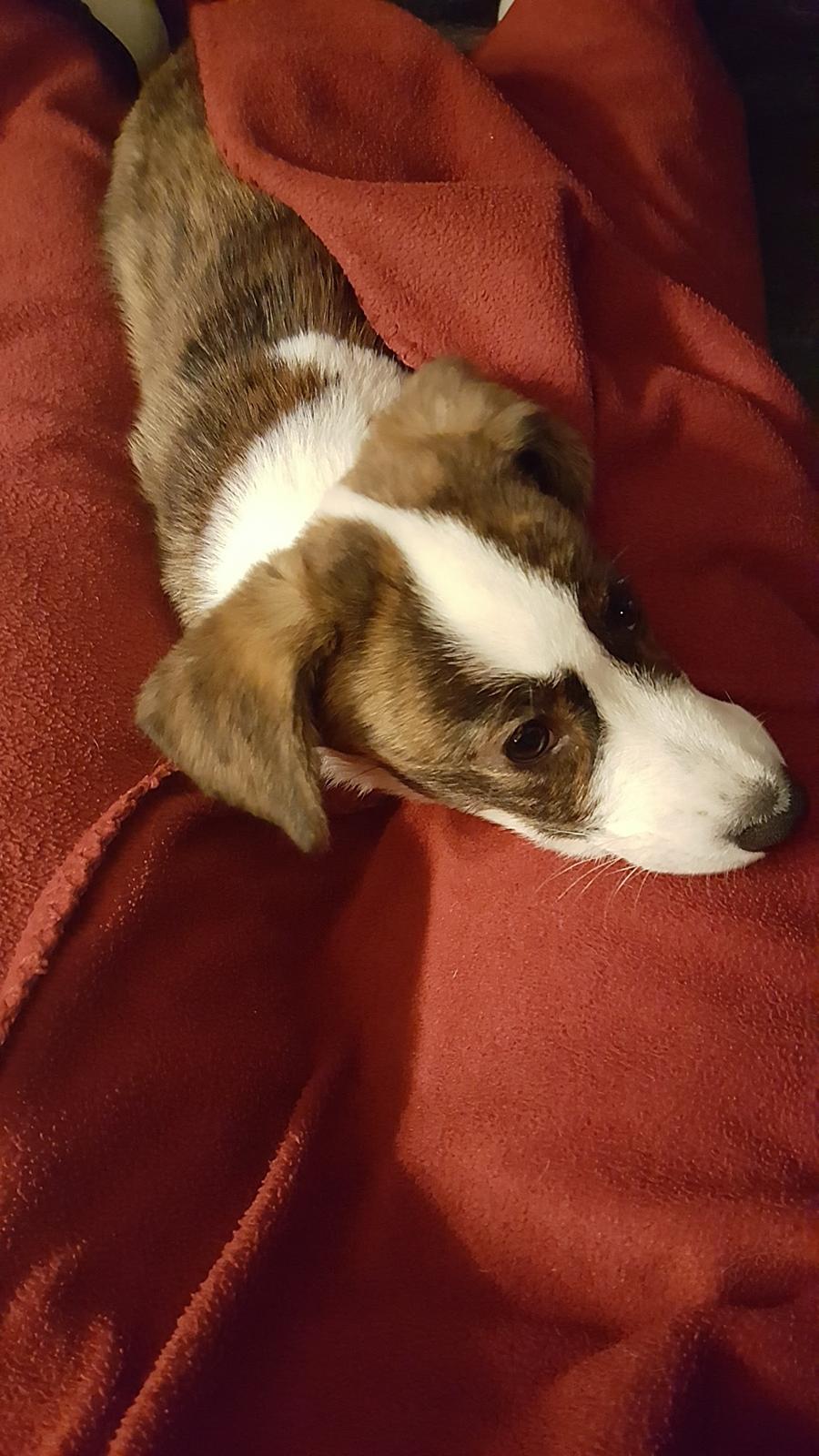 Welsh corgi cardigan Albert billede 4