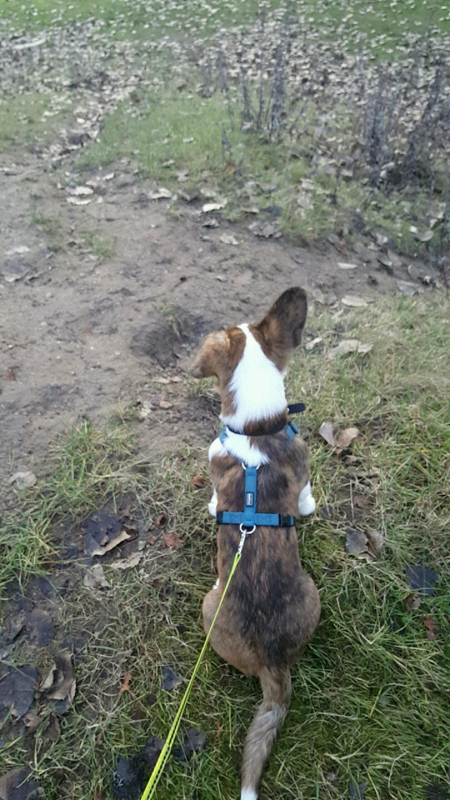 Welsh corgi cardigan Albert billede 6