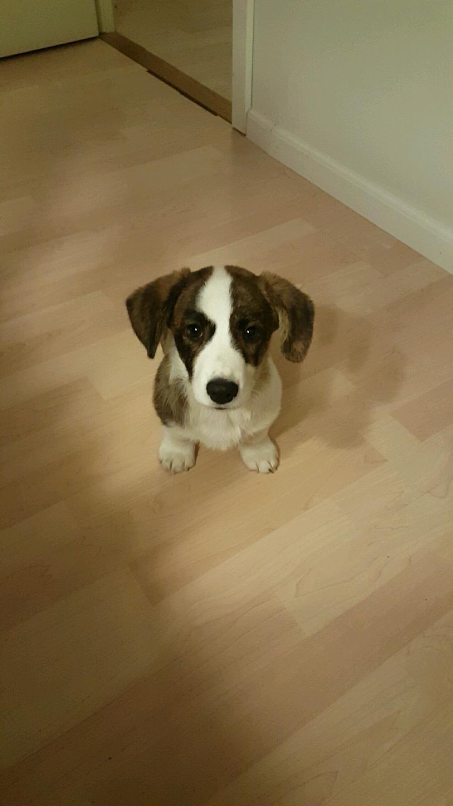 Welsh corgi cardigan Albert billede 7