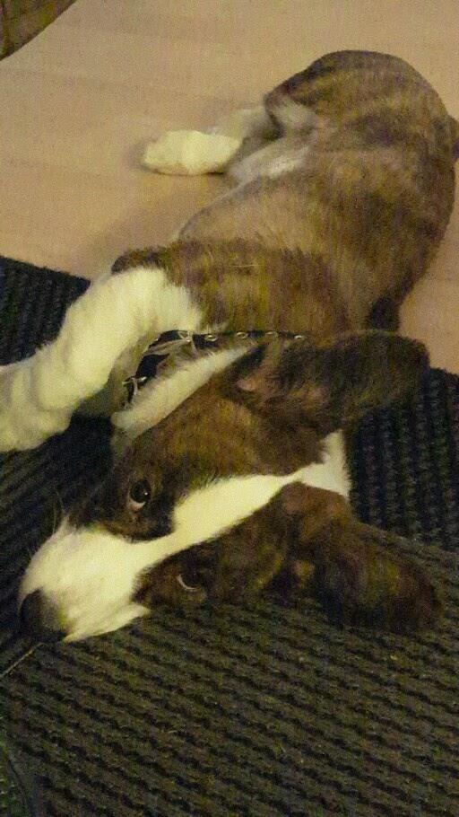 Welsh corgi cardigan Albert billede 8