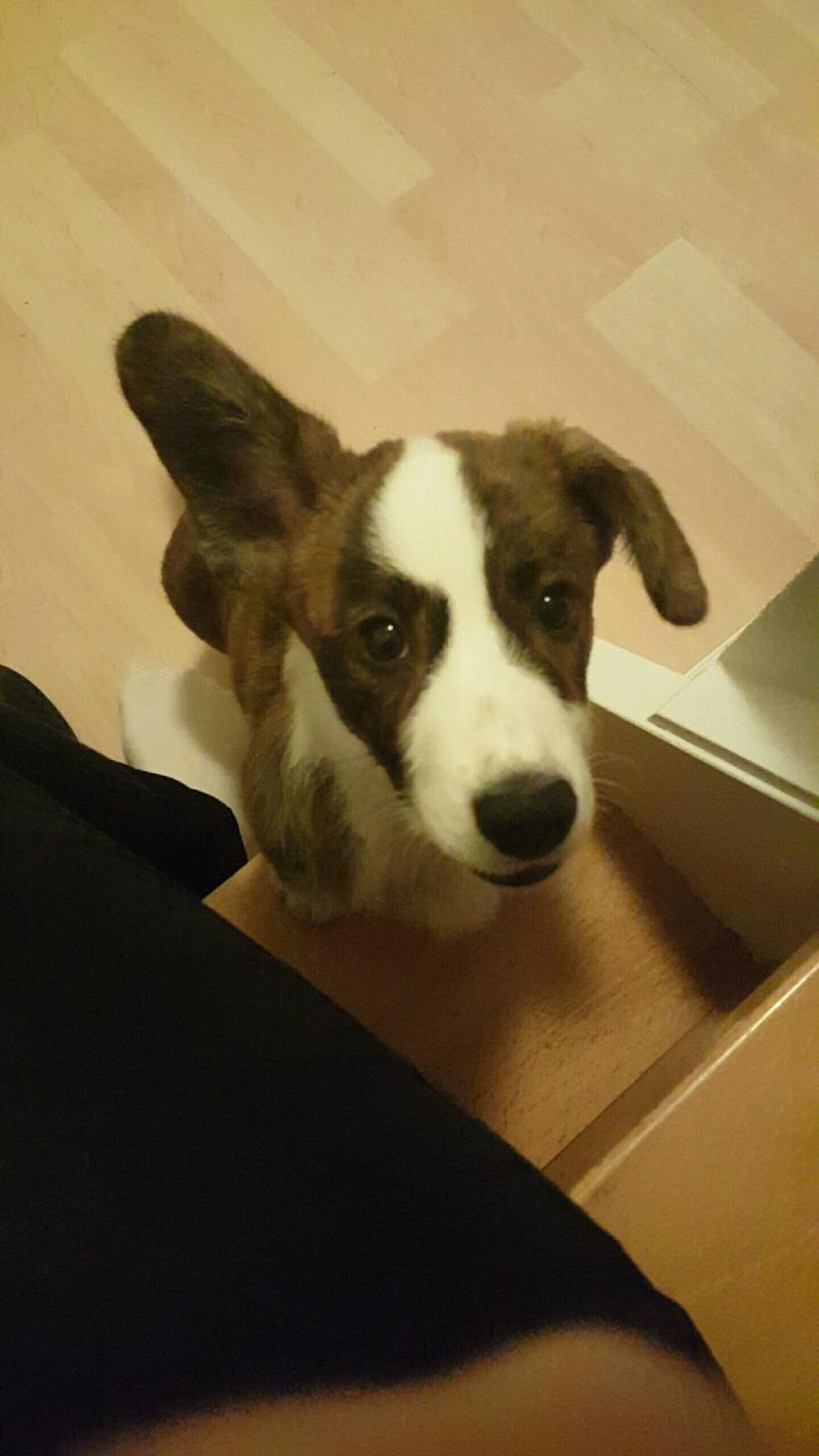 Welsh corgi cardigan Albert billede 9