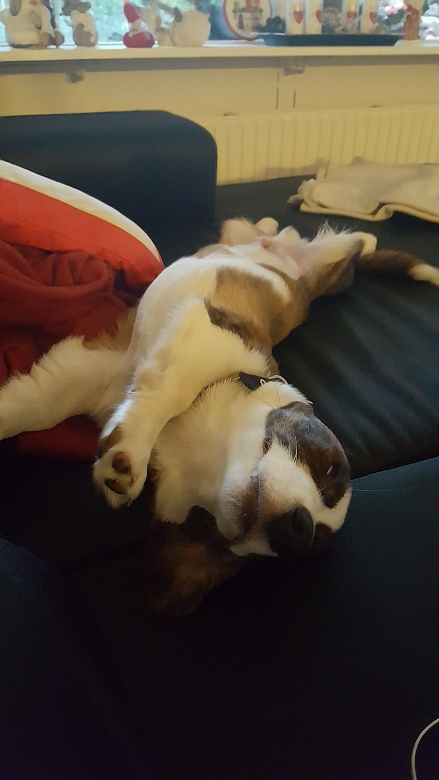 Welsh corgi cardigan Albert billede 5